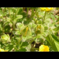 Potentilla Megalantha (fam. Rosacees) (Japon, Kamchatka, Iles Kouriles) (5)